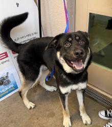 Shelter Stray Female Dog last seen Near Rio San Diego Drive, San Diego, CA, 92108, 5500 Gaines St, San Diego, CA 92110, USA