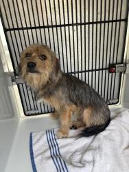 Shelter Stray Female Dog last seen Groundhog Drive / Old Bon Air Road, North Chesterfield, VA, 23235, 9300 Public Works Rd, Chesterfield, VA 23832, USA