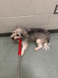 Shelter Stray Male Dog last seen Groundhog Drive / Old Bon Air Road, North Chesterfield, VA, 23235, 9300 Public Works Rd, Chesterfield, VA 23832, USA