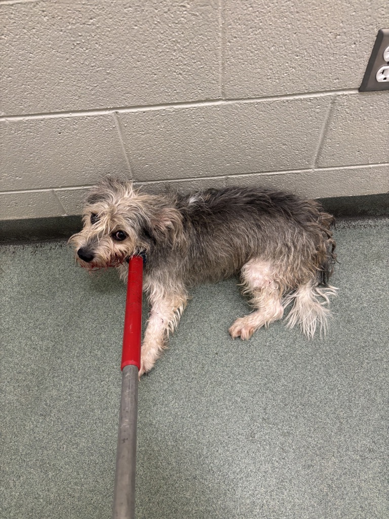 Shelter Stray Male Dog last seen Groundhog Drive / Old Bon Air Road, North Chesterfield, VA, 23235, 9300 Public Works Rd, Chesterfield, VA 23832, USA