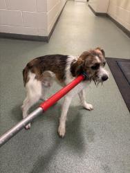 Shelter Stray Male Dog last seen Groundhog Drive / Old Bon Air Road, North Chesterfield, VA, 23235, 9300 Public Works Rd, Chesterfield, VA 23832, USA