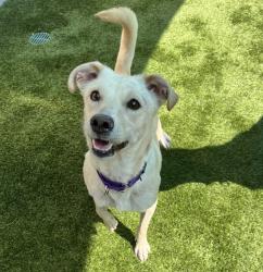 Shelter Stray Female Dog last seen Not Provided., Brawley, CA, 92227, El Cajon, CA 92020, USA