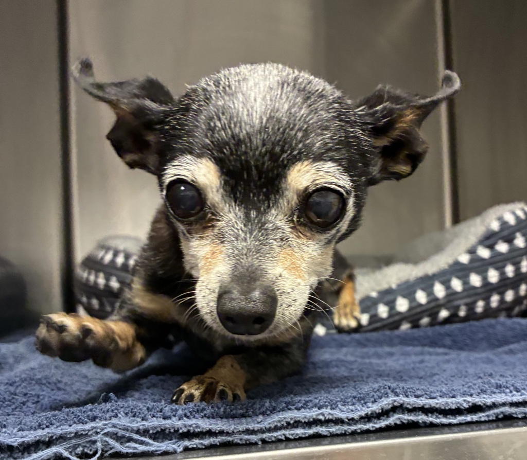 Shelter Stray Female Dog last seen Near W 300 N, SALT LAKE CITY, UT, 84116, 511 W 3900 S, Salt Lake City, UT 84123, USA