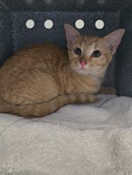 Shelter Stray Female Cat last seen Near S Birch Street, MILLCREEK, UT, 84124, 511 W 3900 S, Salt Lake City, UT 84123, USA