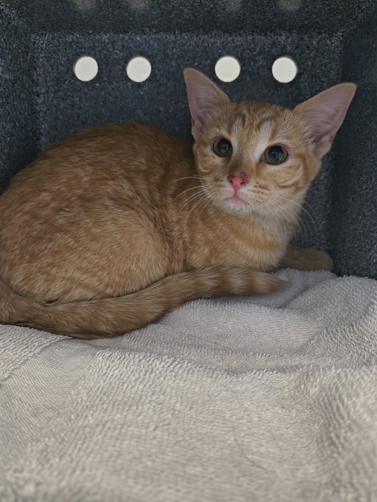 Shelter Stray Female Cat last seen Near S Birch Street, MILLCREEK, UT, 84124, 511 W 3900 S, Salt Lake City, UT 84123, USA