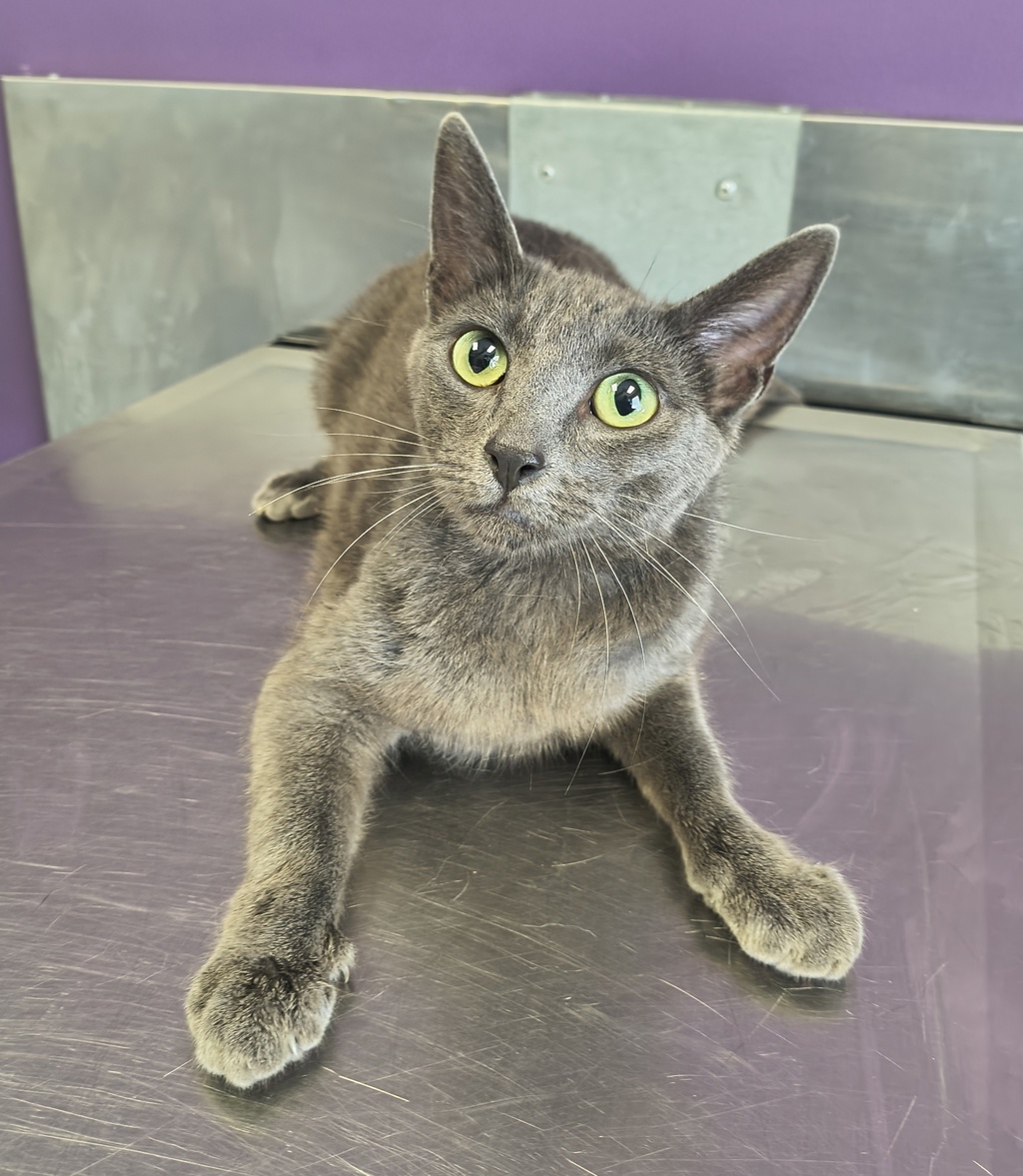 Shelter Stray Female Cat last seen Near S Twain Drive, Magna Township, UT, 84044, 511 W 3900 S, Salt Lake City, UT 84123, USA