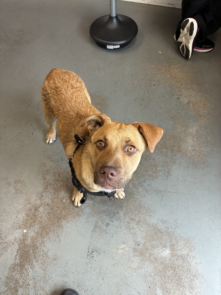 Shelter Stray Male Dog last seen Near S 900 W, SALT LAKE CITY, UT, 84104, 511 W 3900 S, Salt Lake City, UT 84123, USA