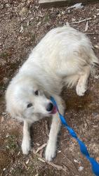 Found/Stray Male Dog last seen Eastwood Dr & hwy 42, Asheboro, NC 27205