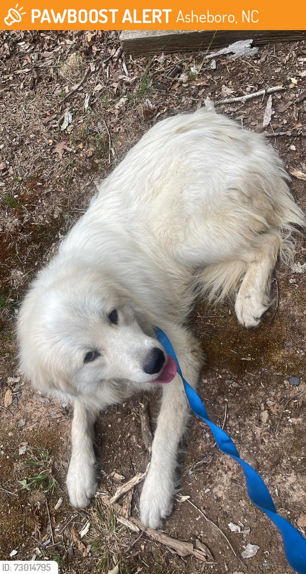 Found/Stray Male Dog last seen Eastwood Dr & hwy 42, Asheboro, NC 27205