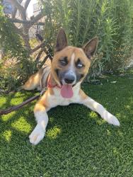 Shelter Stray Male Dog last seen Near Friars Road, San Diego, CA, 92108, 5500 Gaines St, San Diego, CA 92110, USA