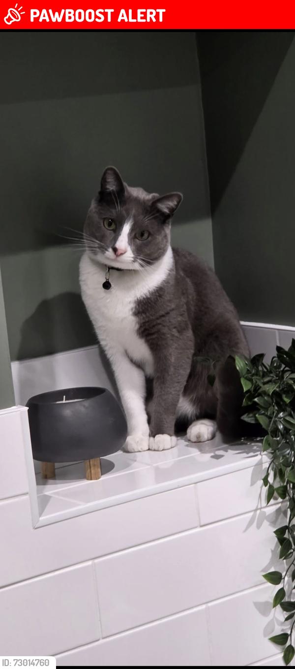 Lost Male Cat last seen Market street, Marina Road, Droylsden, England M43 7DD