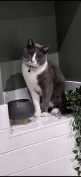Lost Male Cat last seen Market street, Marina Road, Droylsden, England M43 7DD