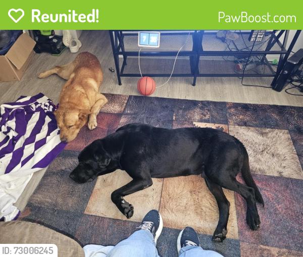 Reunited Male Dog last seen Town East and Galloway. Anthem Town East Apts, Mesquite, TX 75149