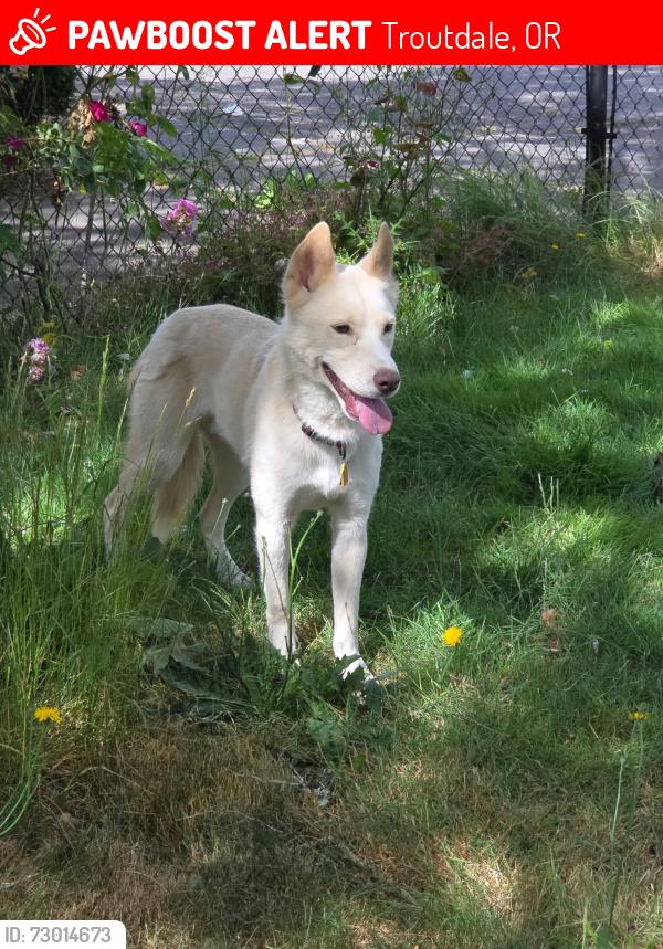 Lost Male Dog last seen Near 27577-27547 Historic Columbia River Hwy, Troutdale, OR 97060, Troutdale, OR 97060