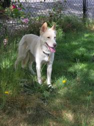 Lost Male Dog last seen Near 27577-27547 Historic Columbia River Hwy, Troutdale, OR 97060, Troutdale, OR 97060