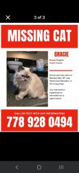 Lost Female Cat last seen Coast Meridian, Port Coquitlam, Port Coquitlam, BC V3B 3N2