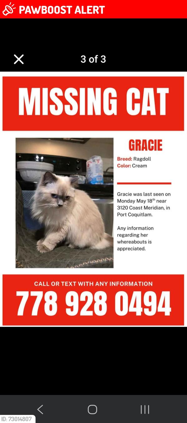 Lost Female Cat last seen Coast Meridian, Port Coquitlam, Port Coquitlam, BC V3B 3N2