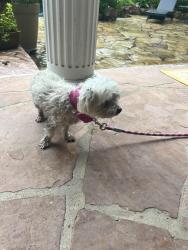 Found/Stray Male Dog last seen Atascocita Golf Course, Atascocita, TX 77346