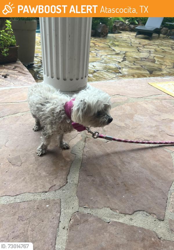 Found/Stray Male Dog last seen Atascocita Golf Course, Atascocita, TX 77346