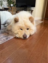 Found/Stray Male Dog last seen Central and Irving, Chicago, IL 60641