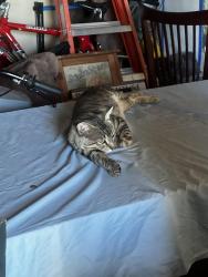Lost Male Cat last seen Mission, Escondido, CA 92027