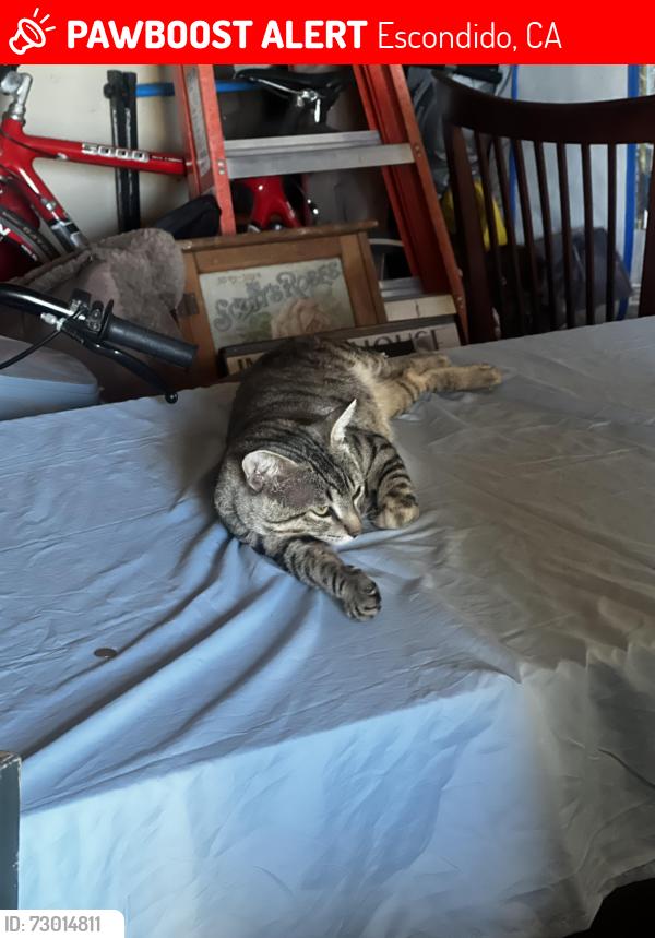 Lost Male Cat last seen Mission, Escondido, CA 92027