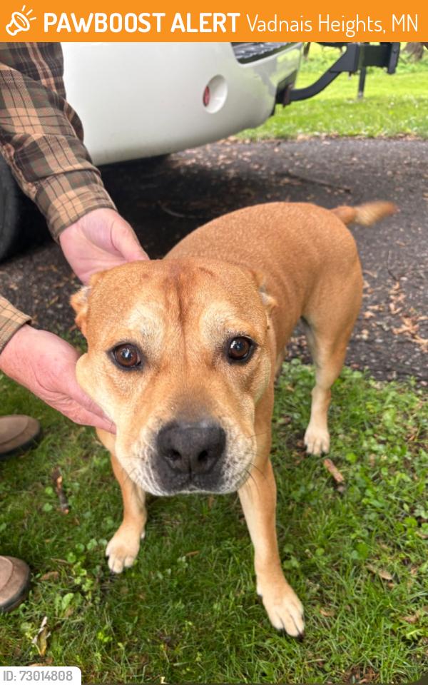 Found/Stray Unknown Dog last seen Tessier Trail and Bear Avenue South , Vadnais Heights, MN 55127