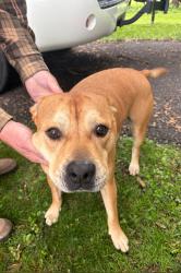 Found/Stray Unknown Dog last seen Tessier Trail and Bear Avenue South , Vadnais Heights, MN 55127