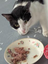 Found/Stray Unknown Cat last seen 86th ave n and 109th Seminole , Seminole, FL 33775