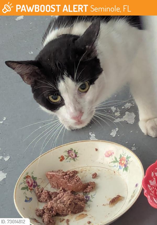 Found/Stray Unknown Cat last seen 86th ave n and 109th Seminole , Seminole, FL 33775