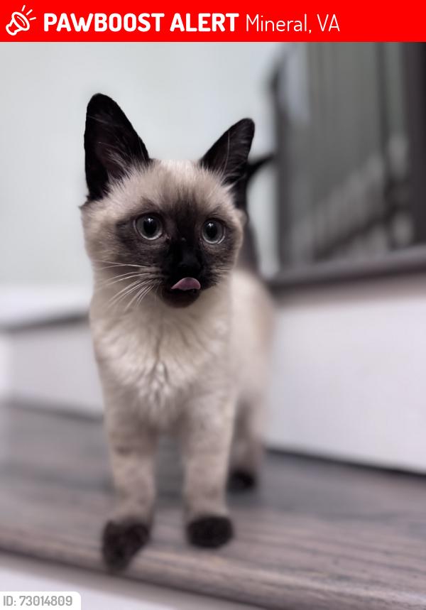 Lost Female Cat last seen Gardeners rd, Mineral, VA 23117