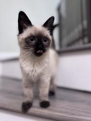 Lost Female Cat last seen Gardeners rd, Mineral, VA 23117