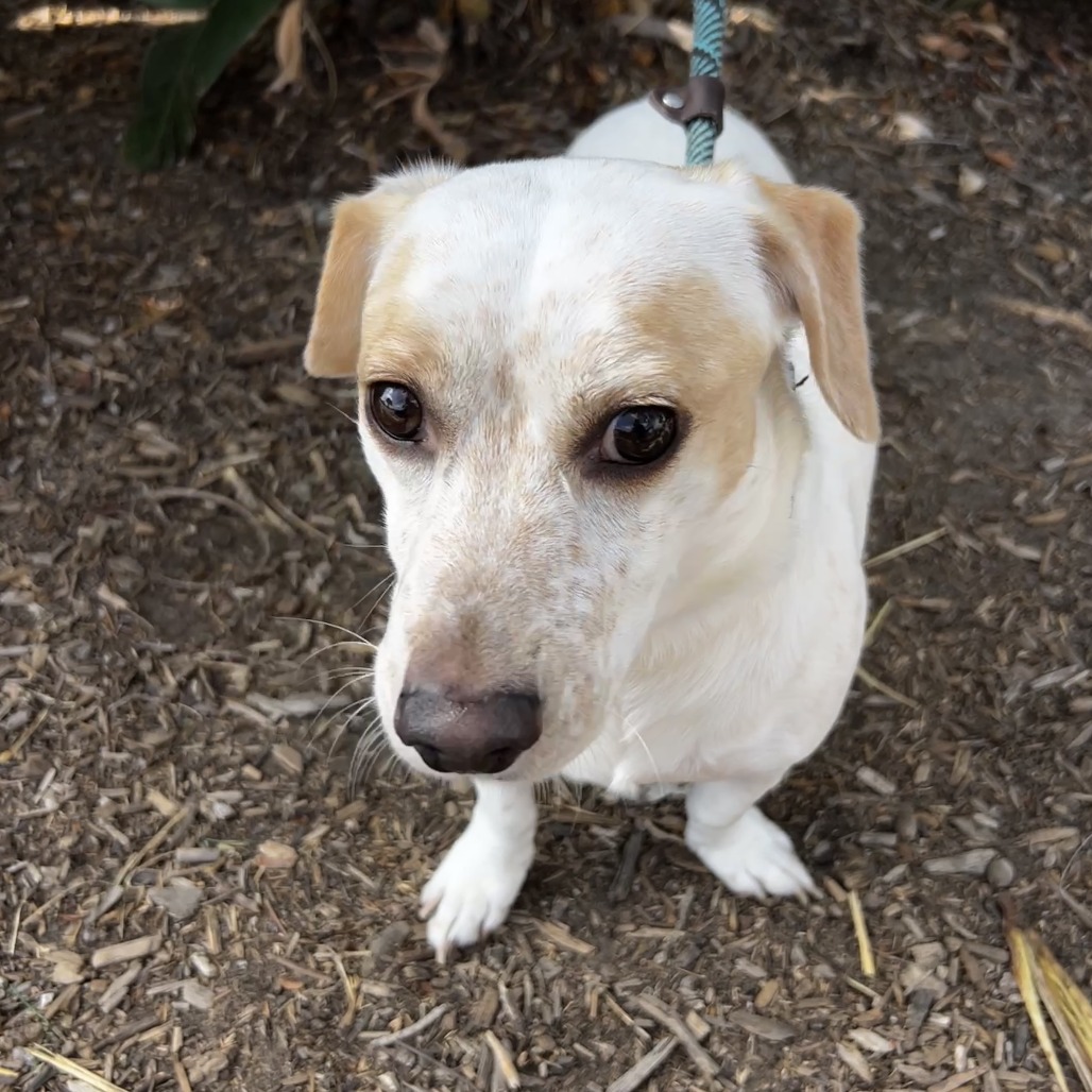 Shelter Stray Male Dog last seen , 6621 Westminster Ave, Garden Grove, CA 92844, USA