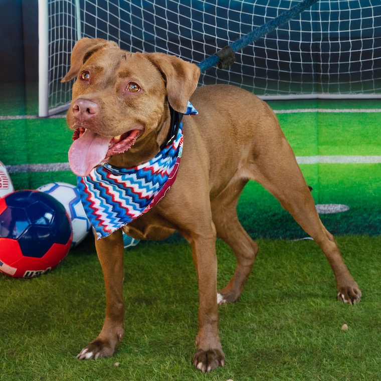 Shelter Stray Female Dog last seen , Animal Care & Control Team of Philly, 111 W Hunting Park Ave, Philadelphia, PA 19140, USA