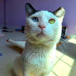 Shelter Stray Male Cat last seen , Animal Care & Control Team of Philly, 111 W Hunting Park Ave, Philadelphia, PA 19140, USA