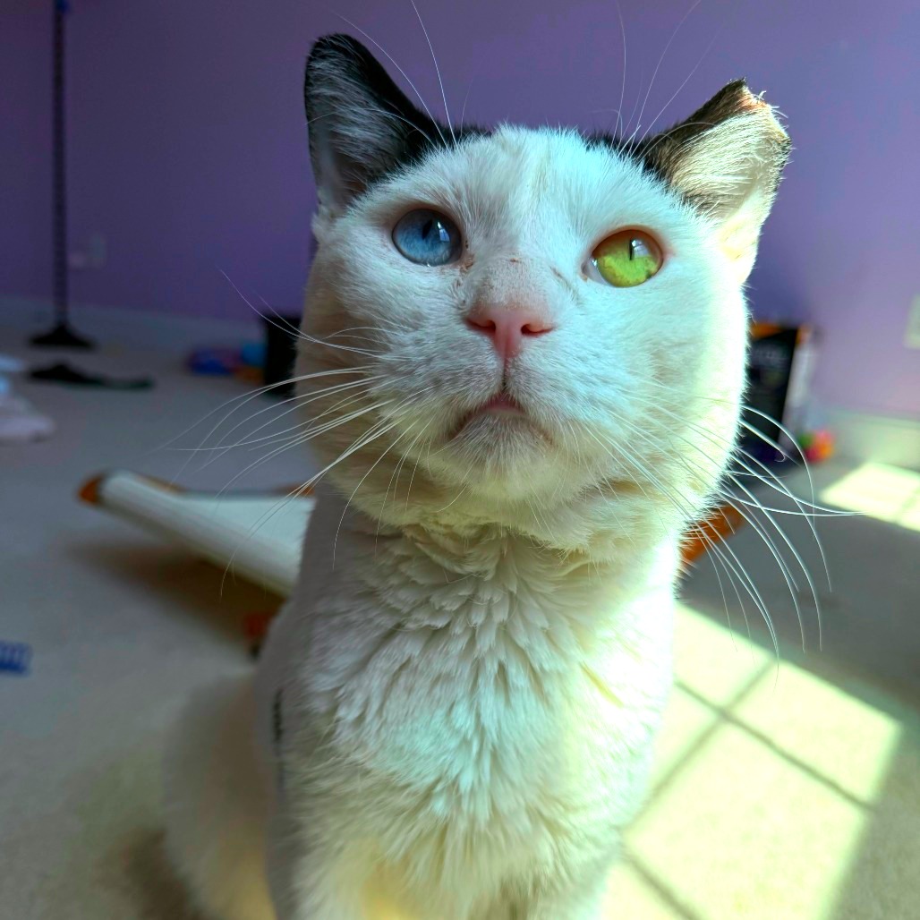 Shelter Stray Male Cat last seen , Animal Care & Control Team of Philly, 111 W Hunting Park Ave, Philadelphia, PA 19140, USA