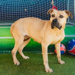 Shelter Stray Female Dog last seen , Animal Care & Control Team of Philly, 111 W Hunting Park Ave, Philadelphia, PA 19140, USA