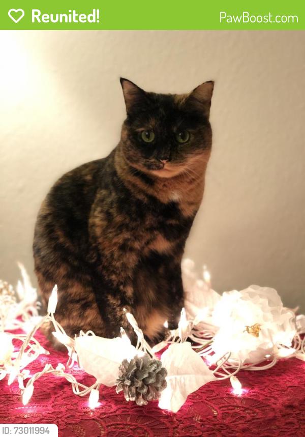 Reunited Female Cat last seen Briar common , Denver, CO 80211