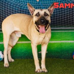 Shelter Stray Male Dog last seen , Animal Care & Control Team of Philly, 111 W Hunting Park Ave, Philadelphia, PA 19140, USA