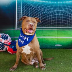 Shelter Stray Female Dog last seen , Animal Care & Control Team of Philly, 111 W Hunting Park Ave, Philadelphia, PA 19140, USA