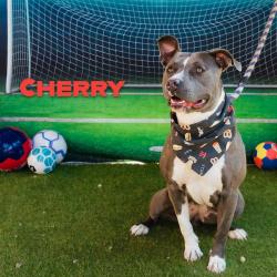 Shelter Stray Female Dog last seen , Animal Care & Control Team of Philly, 111 W Hunting Park Ave, Philadelphia, PA 19140, USA