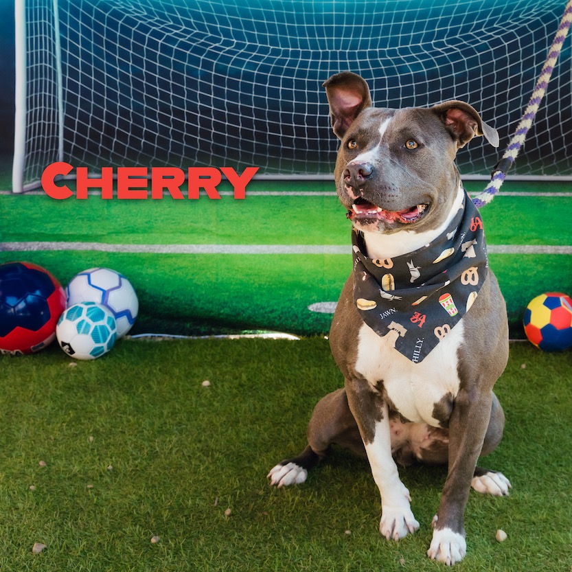 Shelter Stray Female Dog last seen , Animal Care & Control Team of Philly, 111 W Hunting Park Ave, Philadelphia, PA 19140, USA