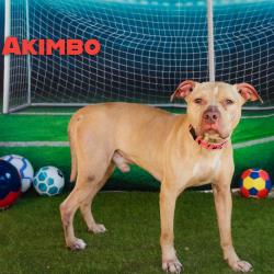 Shelter Stray Male Dog last seen , Animal Care & Control Team of Philly, 111 W Hunting Park Ave, Philadelphia, PA 19140, USA