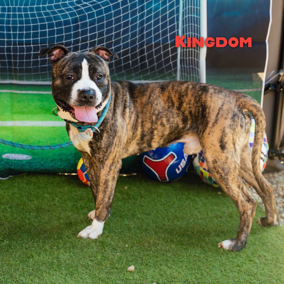 Shelter Stray Male Dog last seen , Animal Care & Control Team of Philly, 111 W Hunting Park Ave, Philadelphia, PA 19140, USA