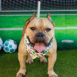 Shelter Stray Male Dog last seen , Animal Care & Control Team of Philly, 111 W Hunting Park Ave, Philadelphia, PA 19140, USA