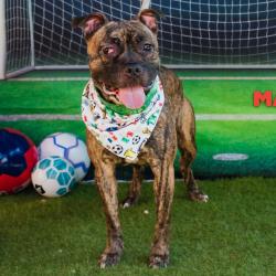Shelter Stray Female Dog last seen , Animal Care & Control Team of Philly, 111 W Hunting Park Ave, Philadelphia, PA 19140, USA