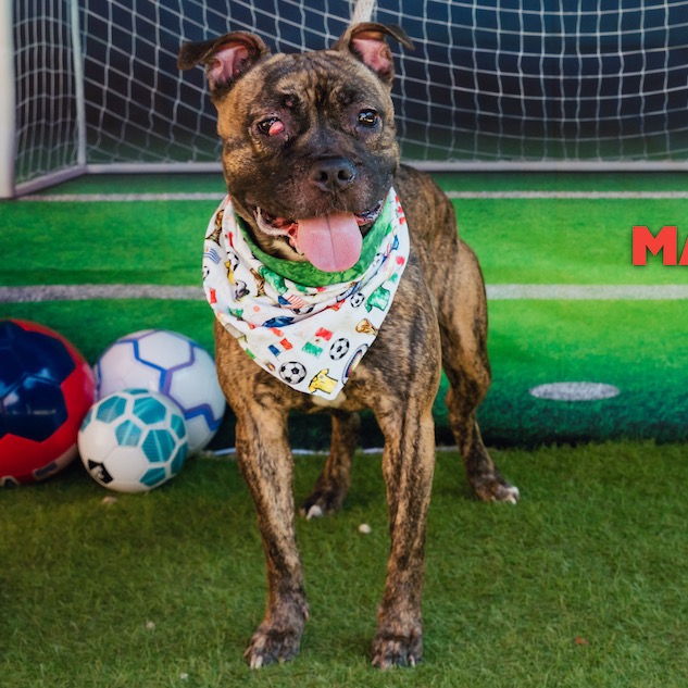 Shelter Stray Female Dog last seen , Animal Care & Control Team of Philly, 111 W Hunting Park Ave, Philadelphia, PA 19140, USA