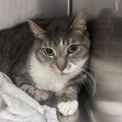 Shelter Stray Male Cat last seen , Animal Care & Control Team of Philly, 111 W Hunting Park Ave, Philadelphia, PA 19140, USA