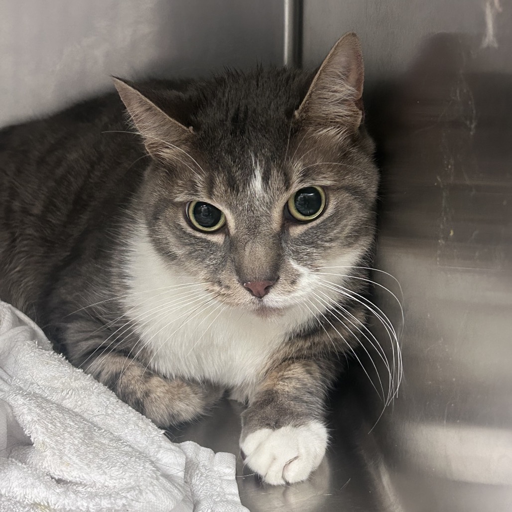 Shelter Stray Male Cat last seen , Animal Care & Control Team of Philly, 111 W Hunting Park Ave, Philadelphia, PA 19140, USA