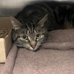 Shelter Stray Female Cat last seen , Animal Care & Control Team of Philly, 111 W Hunting Park Ave, Philadelphia, PA 19140, USA